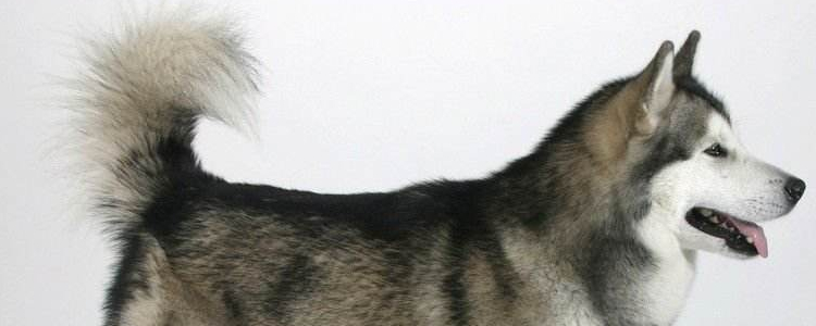 哈士奇为什么这么可爱 行走的表情包这一条就足够了