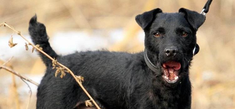 火梗犬的特点 你知道吗