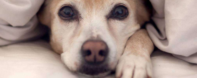 狗狗可以不驱虫吗 你懂寄生虫给狗狗带来的危害吗？