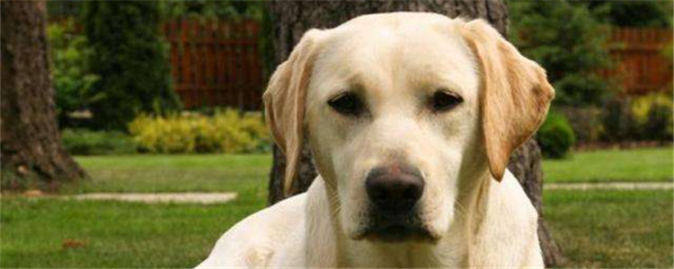 饲养拉布拉多须知 拉布拉多的特点你知道吗