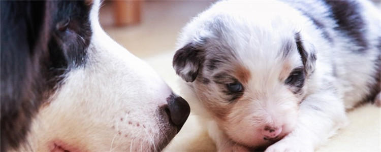 狗狗体外驱虫用什么 狗狗的植物驱虫之“香茅油”