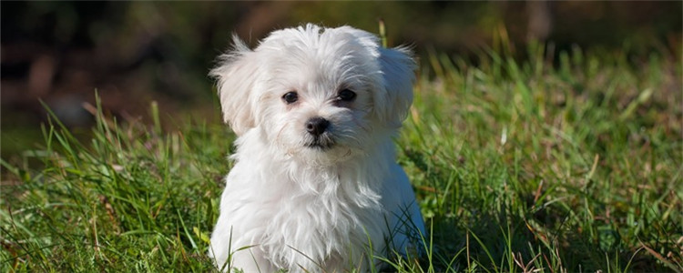 狗狗的耳朵种类 狗的耳朵不止一种样子