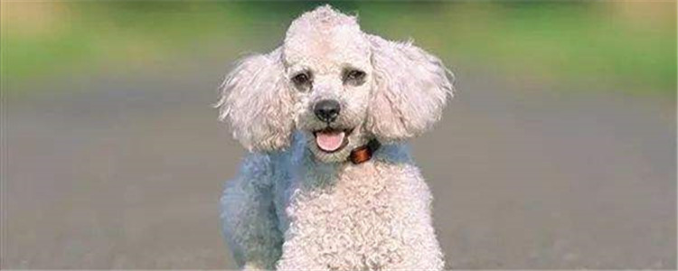 如何选购贵宾犬 选购贵宾犬要注意什么