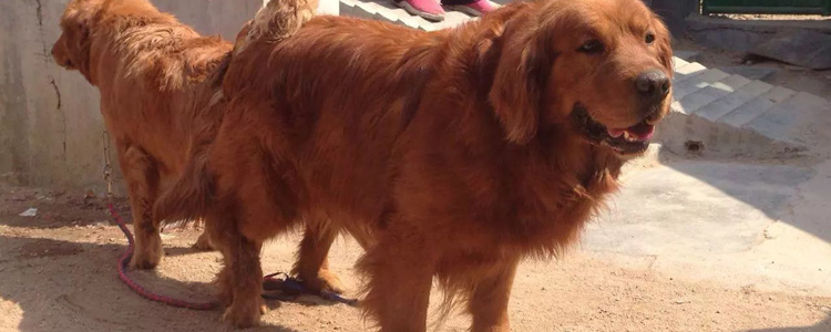 枫叶红金毛的来历 超近亲反复配打造的“潮流”产物