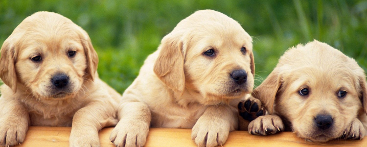 狗狗作揖什么意思 你家狗狗对你作揖的原因这回知道了吗？