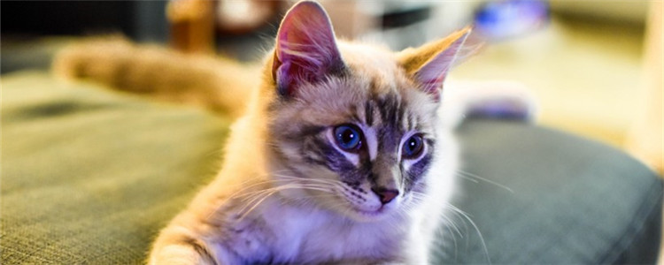 猫多大才能吃化毛膏 化毛膏和猫草哪个更好呢