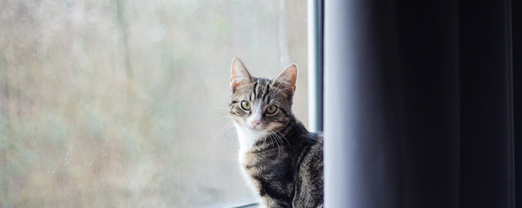 猫能自己找到家吗楼房 猫的第七感有用吗？