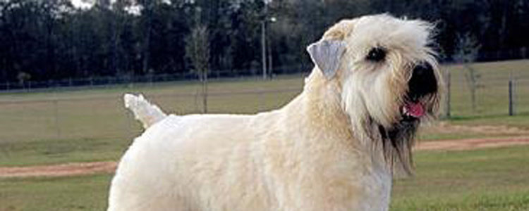 狗狗喜欢叫是什为什么 其实狗狗在跟你交流