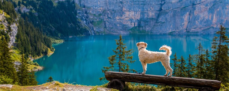 狗狗血统证书 谁说血统证书就是一张纸？