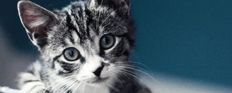 猫吃什么会中毒 这些食物你自己享用就够了!