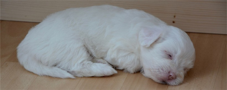 狗怕冷会有什么表现 狗什么部位最怕冷