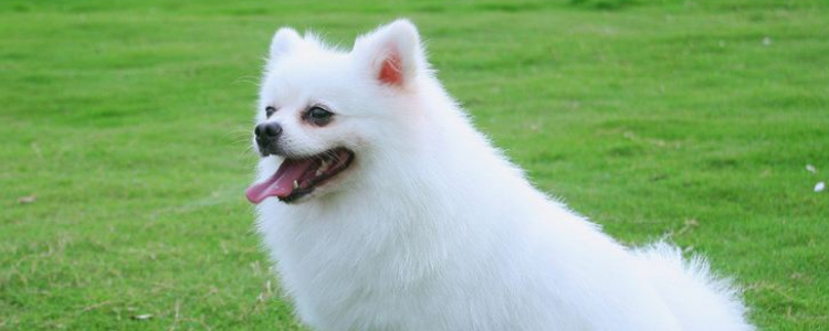 母狗吃什么下奶 食补永远会大于药补！