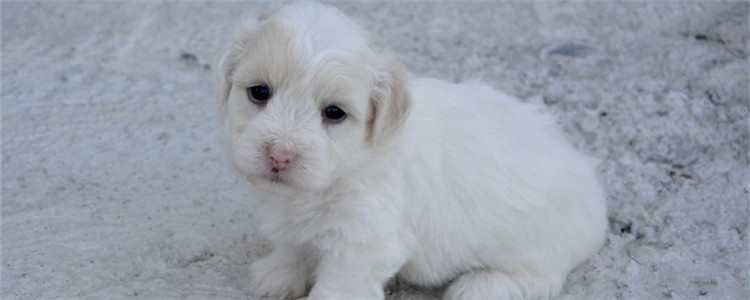 狗为什么也会低血糖 狗低血糖的原因是什么