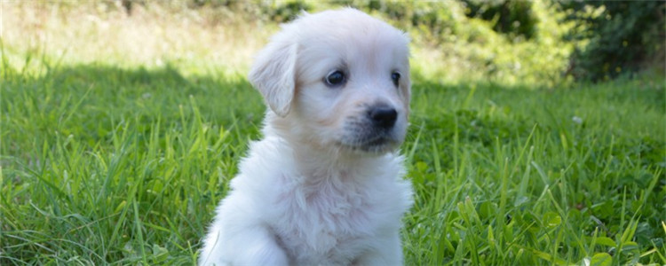 狗低血糖有什么症状 幼犬和产后母犬最易低血糖