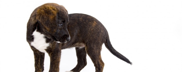 狗低血糖该怎么处理 狗狗低血糖喂食要注意什么