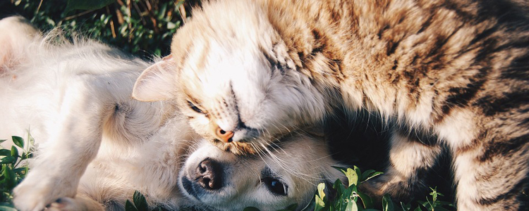 犬猫为什么会有肾脏方面的疾病 犬猫肾衰竭病因