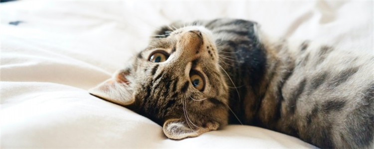 如何防止猫咪软便 这四点做好就可以了