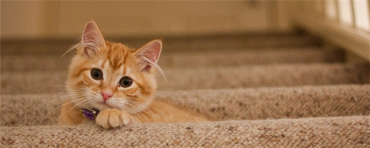 猫为什么也会便秘 导致猫便秘的原因有哪些