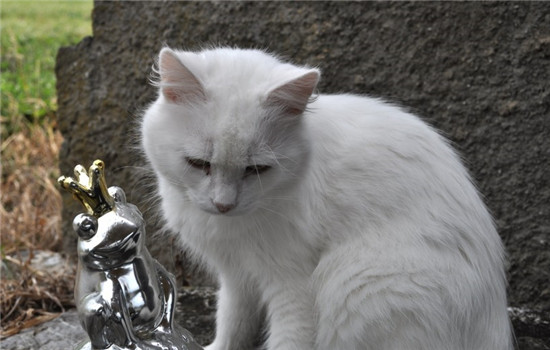 猫咪便秘会出现什么症状 猫便秘容易分辨出来吗