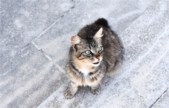 猫咪便秘会出现什么症状 猫便秘容易分辨出来吗
