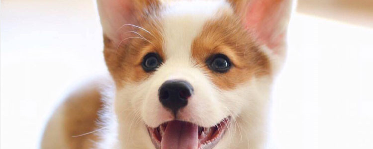 狗把玉米芯嚼碎吃了 狗狗误食要注意！