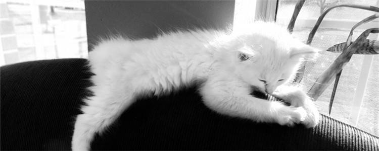 猫咪便秘怎么治 治疗猫咪便秘的方法都在这了