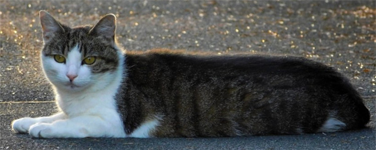 预防猫咪便秘方法 日常饲养的细节非常重要