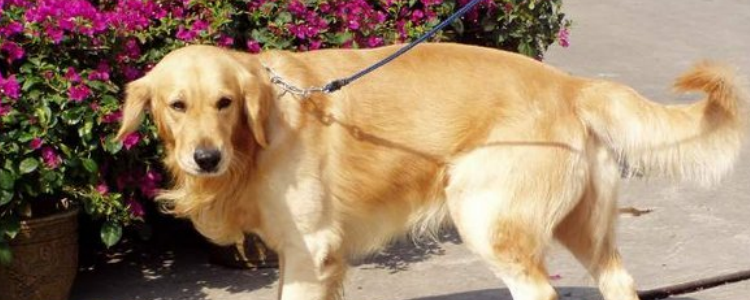 狗狗腿断了吃什么消炎药 喂药也是有很多的小知识呢！