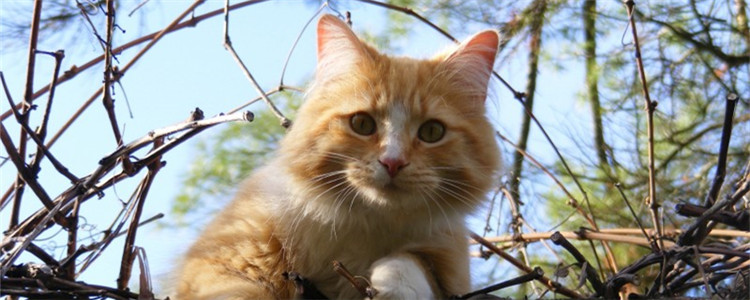 猫粮和狗粮有啥区别 猫可以吃狗粮吗