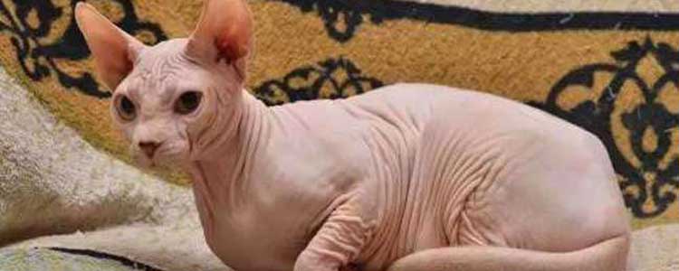 无毛猫怀孕能洗澡吗 怀孕期间猫到底该不该洗澡