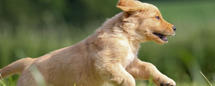 狗狗分离焦虑症 你家狗狗一离开你就叫吗