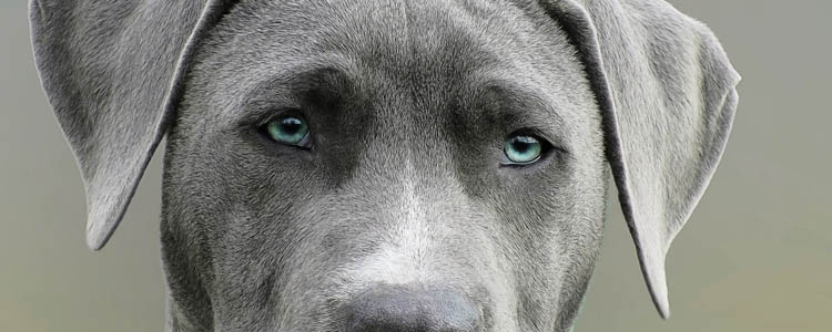 喷什么能让狗狗远离 被狗狗逼到角落花露水就能制止它