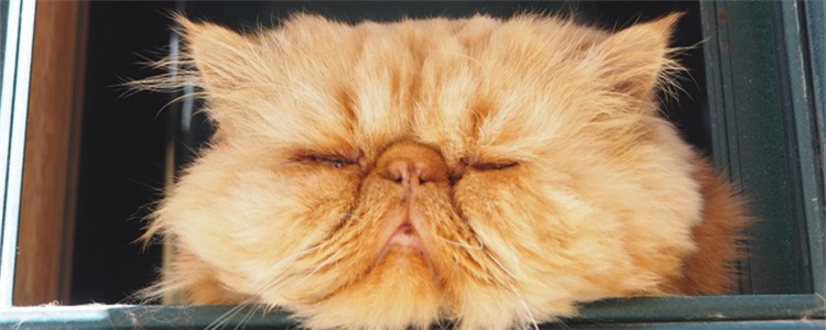 怎么让猫不那么无聊 这四个方法可以缓解猫咪的无聊