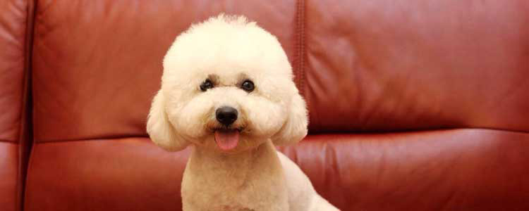 泰迪狗为什么舔地 是什么驱使狗狗舔地板