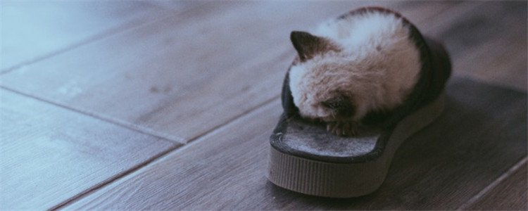 猫太瘦要吃什么 给猫增肥可以吃这些食物