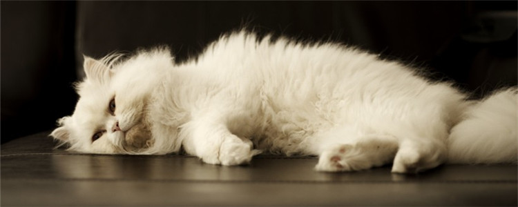 给猫增肥要注意啥 这四种食物最好不要喂食