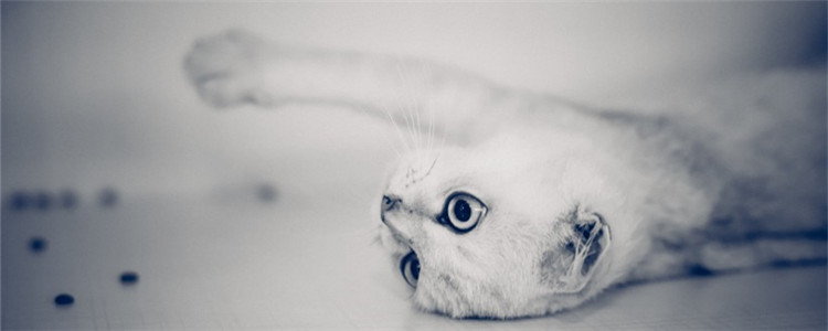 猫犯了错可以打它吗 绝对不能棍棒教育猫咪