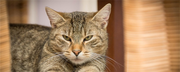 猫流眼泪是咋回事 猫咪流泪大多是眼部不适