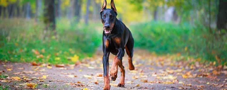 狗狗大便里有蛔虫吃什么药 如何防治狗狗蛔虫病