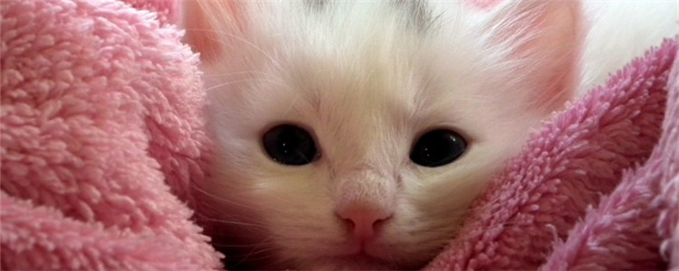 猫换季掉毛吗 猫咪哪些原因掉毛是正常现象