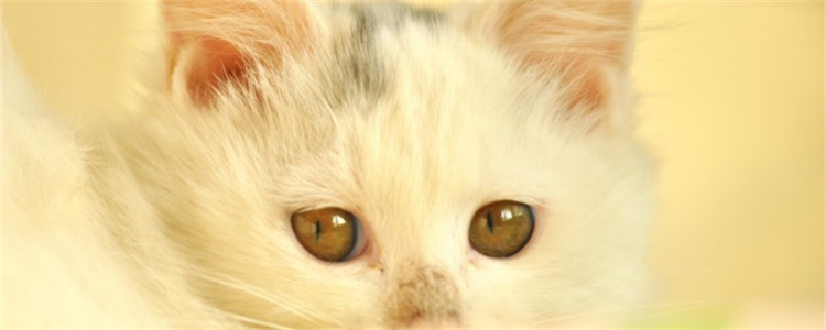 猫为什么会掉毛 导致猫咪掉毛的原因有哪些