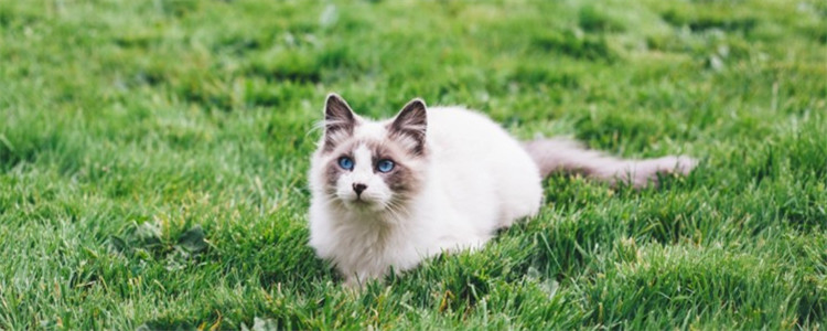 猫中毒了什么症状 猫咪中毒该如何急救