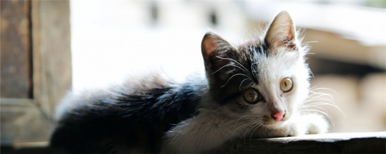 猫得了肠胃炎该怎么办 日常的调养和护理很重要