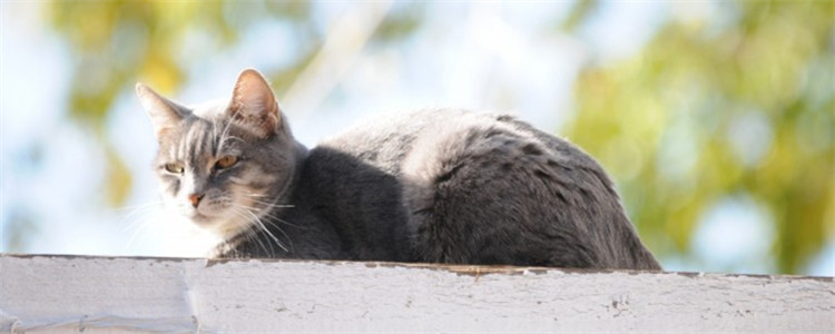 如何预防猫得肠胃炎 猫咪的饮食健康很重要