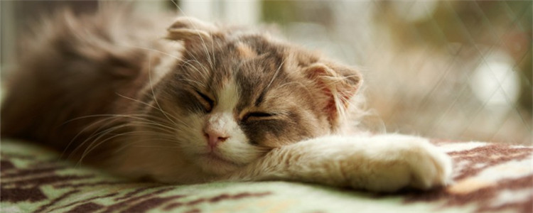 猫为什么爱舔自己的屁股 猫舔自己的屁股是有问题吗