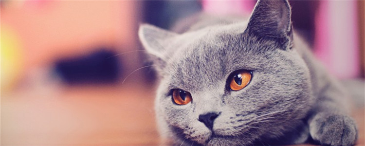 猫咪夏季食欲不振咋整 如何科学合理的饲养猫咪