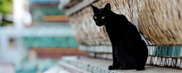 夏天可以给猫吃冰块吗 冰块的妙用不止一种