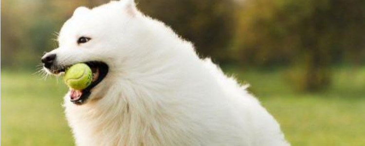 狗狗用什么香波 香波的选择是非常重要的！