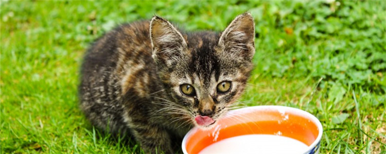 猫为什么用爪子喝水 猫是想喝水还是想洗手