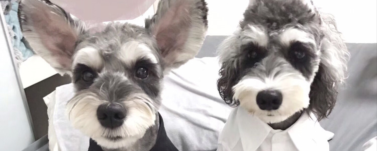 狗狗为什么不能吃咸的 还在自作主张的对狗狗“好”吗？